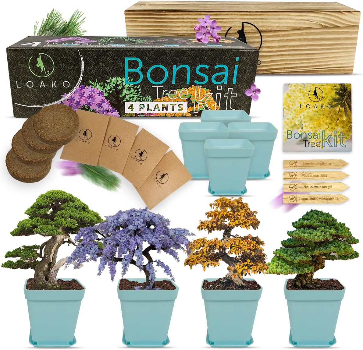 Loako Bonsai Tree Starter Kit | Grow 4 Bonsai Trees | Beginner Friendly | Complete DIY Growing Kit | Indoor Growing Plant | Wooden Box | Idea
