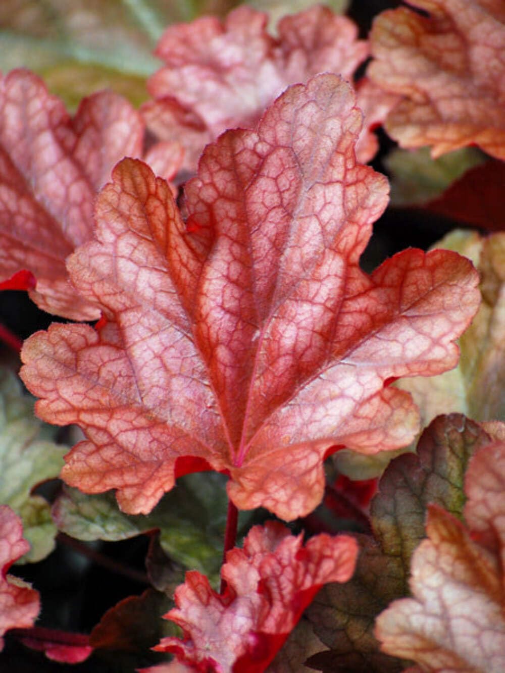 Perennial Farm Marketplace Heuchera x 'Peach Flambe' (Coral Bells) Perennial, Size-#1 Container, Reddish Bronze Foliage