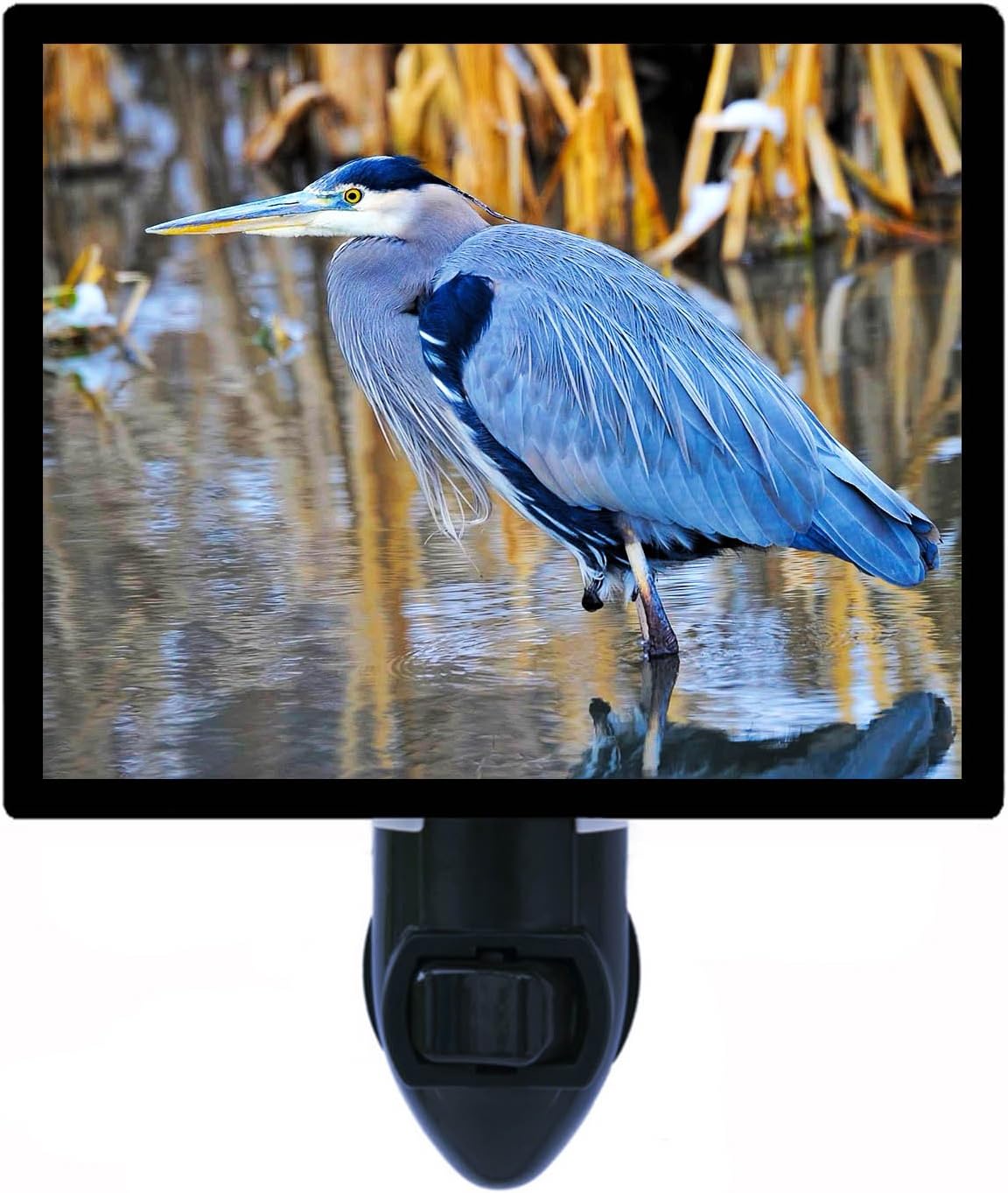 Night Light, Great Blue Heron, Birds