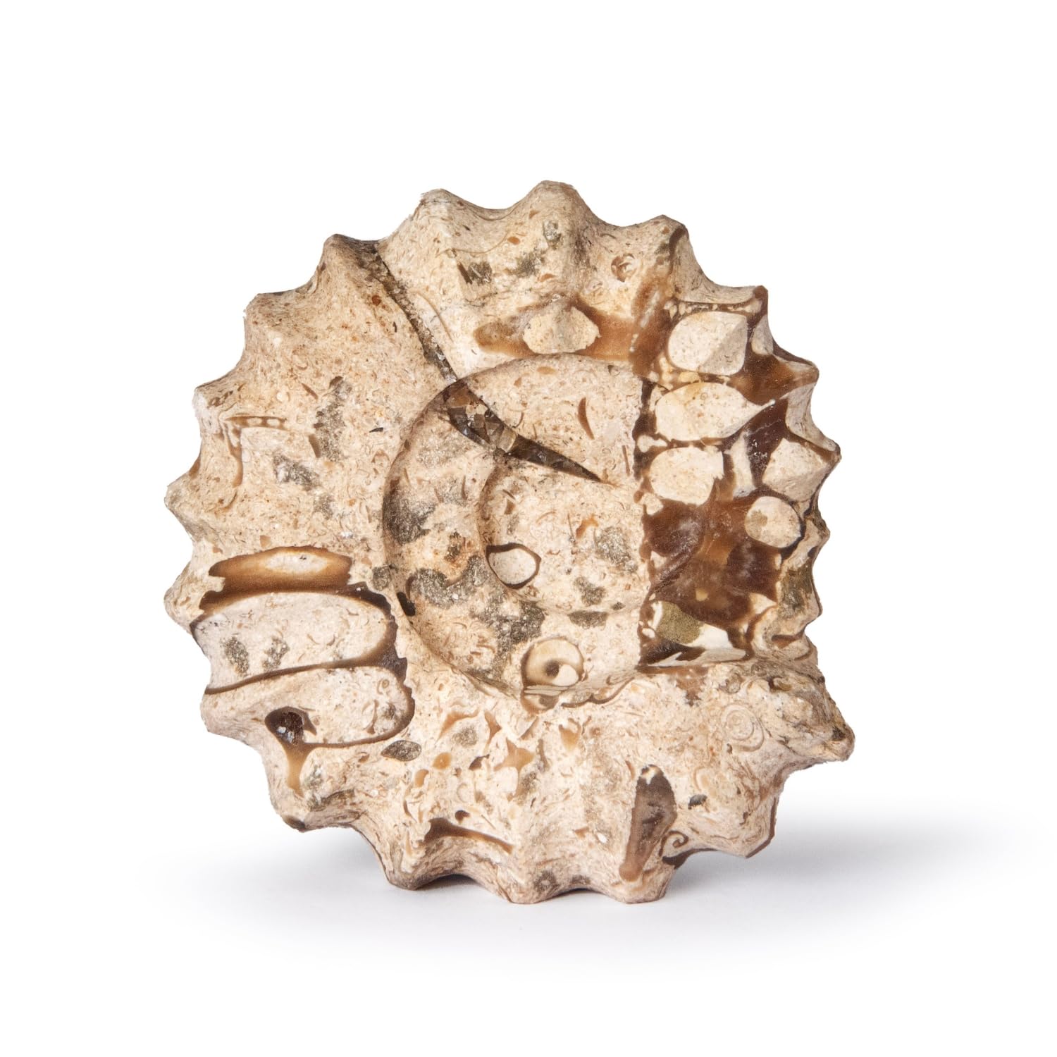 British Fossils Carved Fossilstone Ammonite – 3" Hand-Carved Marble Ornament, Gift Boxed