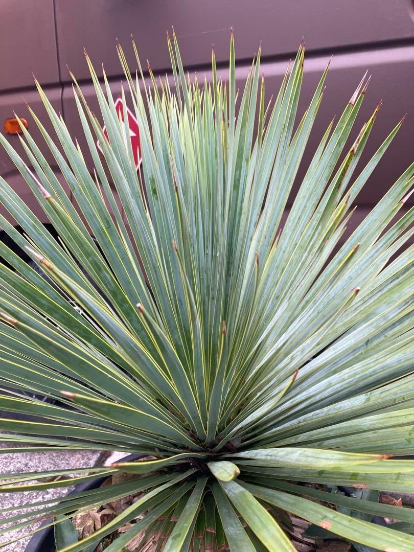 耐寒性ユッカ　レクルビフォリア大苗◇ドライガーデン多肉サボテン　アガベ ヤシ南国 耐寒性ユッカ レクルビフォリア大苗◇ドライガーデン多肉サボテン