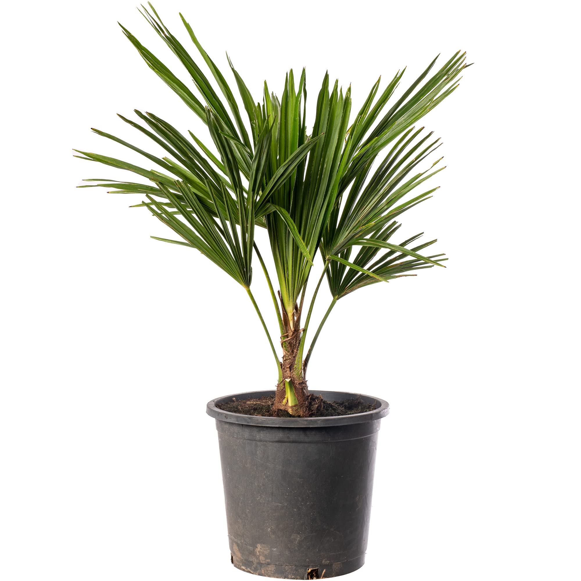 GardenersDream Trachycarpus Fortunei Chusan Fan Palm Plant - Outdoor Garden Ready Hardy Plant - Exotic Garden Palm Tree (7.5 Litre Pot, 60-90cm)