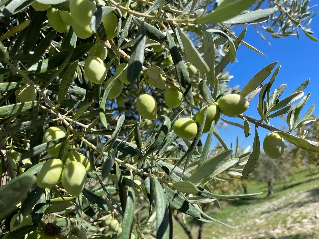 Tenuta Giannone - Olio Extravergine Di Oliva il SALTO - 100% italiano - Bag in Box da 3/5 litri (Bag in Box 3 litri)