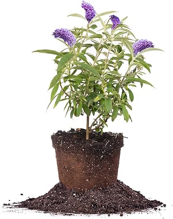 Perfect Plants Nanho Butterfly Shrub 1 Gallon | Live Bush