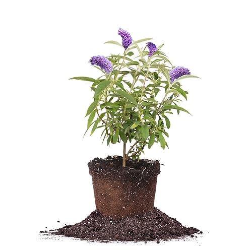 Perfect Plants Nanho Butterfly Shrub 1 Gallon | Live Bush