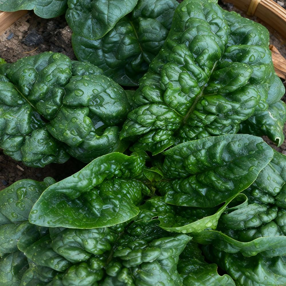 Spinach Merlo Nero ‘Astigiano’ Seeds – Heritage Italian Variety – Dark, Crinkled Leaves – Tender & Flavourful