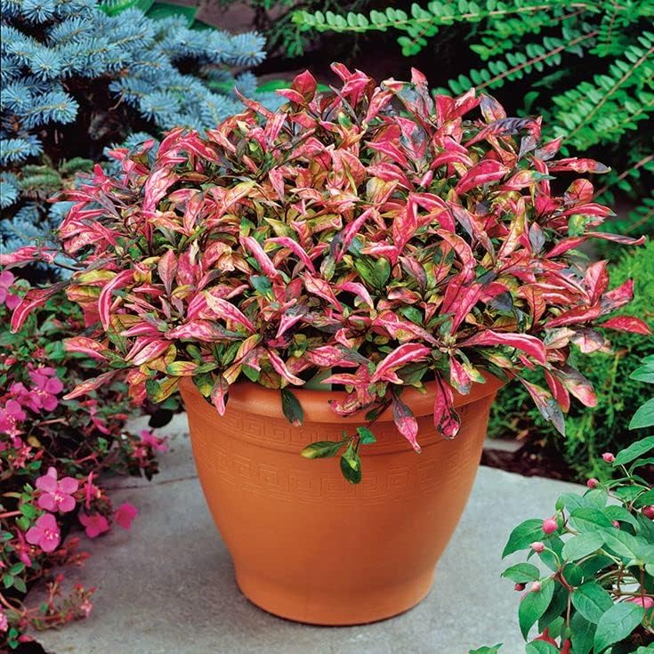 See full amazon price history chart for Crown Flora Red Live Plant | Air purifying plant for Home Decor, Office Decor, Garden | Brazilian Alternanthera Crown Flora Red Live Plant | Air purifying plant for Home Decor, Office Decor, Garden | Brazilian Alternanthera (B0BSTGNGDK) Amazon Price History, Amazon Price Tracker