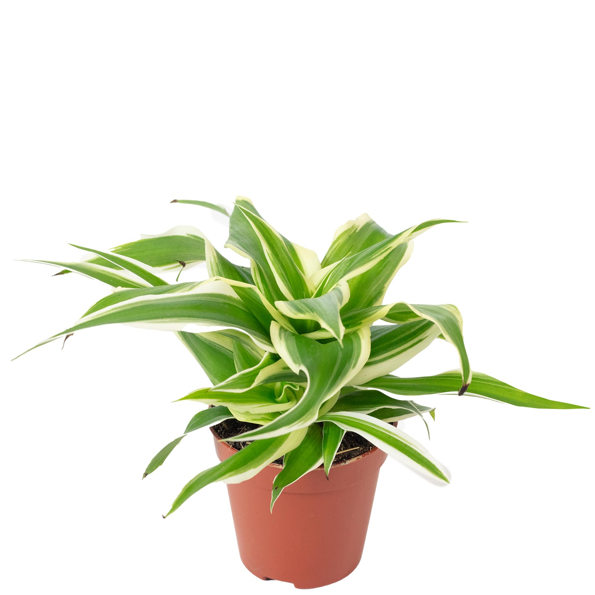 Chlorophytum Ocean Lys vert Smit Bambino Plante d'intérieur Hauteur 15 cm Pot 5,5 cm