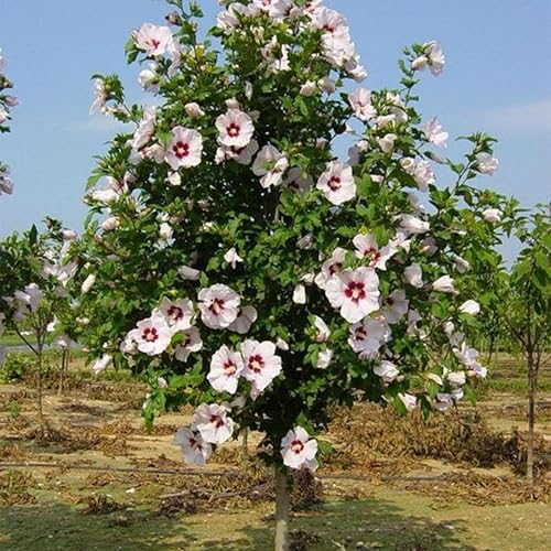 Miniatura 5 de Planta viva de rosa blanca de Sharon, plantas de hibisco Althea de 6 a 12 pulgadas de alto en maceta de cuarto de galón, planta de hibisco