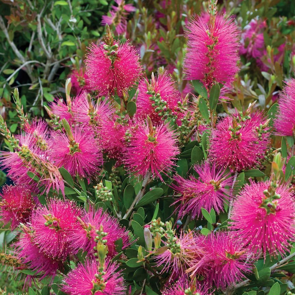 Callistemon viminalis Hot Pink - Bottlebrush - Plant in 9 cm Pot
