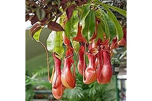 CHUXAY GARDEN Mix Nepenthes Carnivorous Plants Seeds