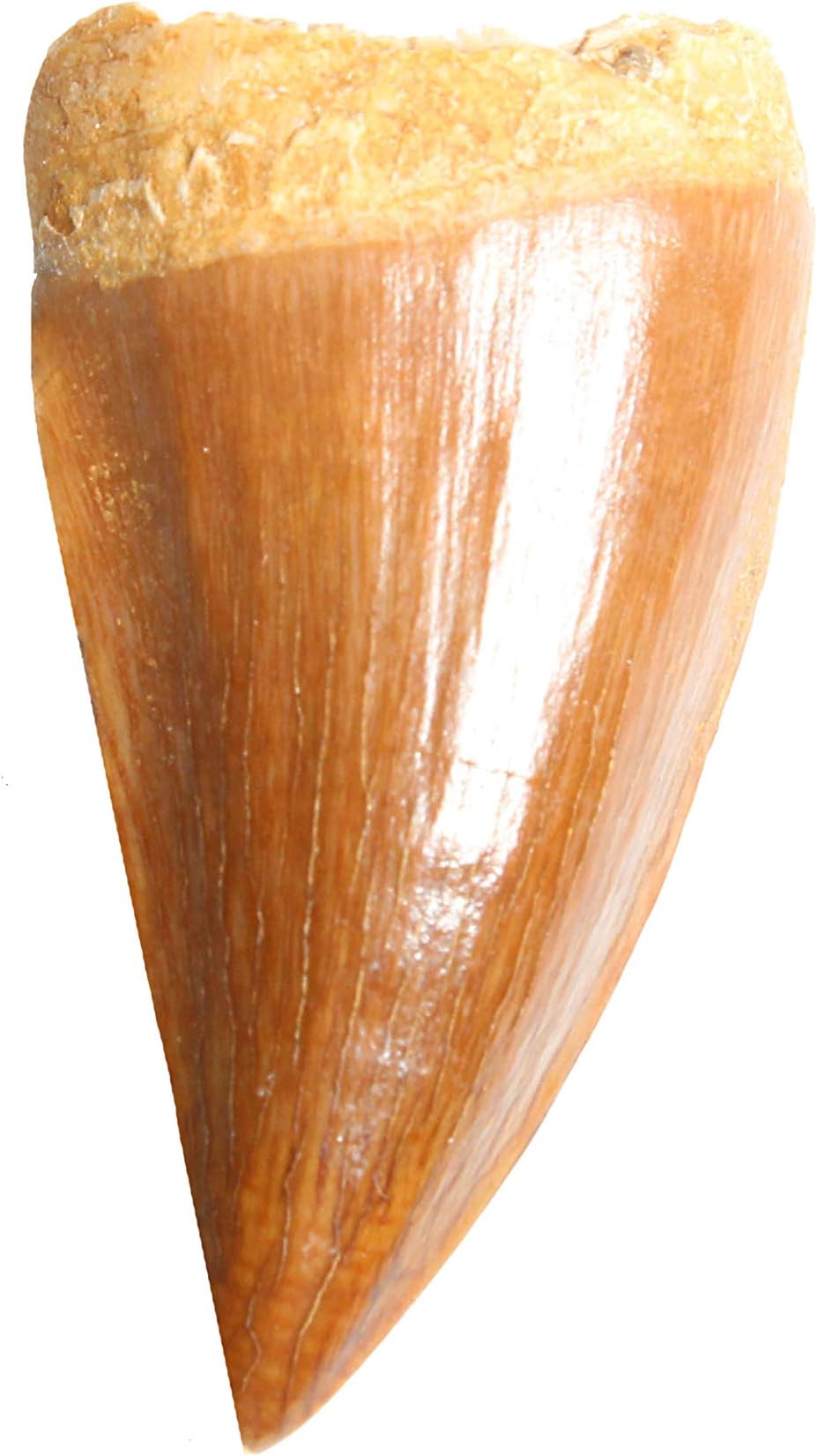 Real Mosasaurus Tooth Fossil - Authentic Dinosaur Tooth Specimen - Dey Designs Certificate of Authenticity