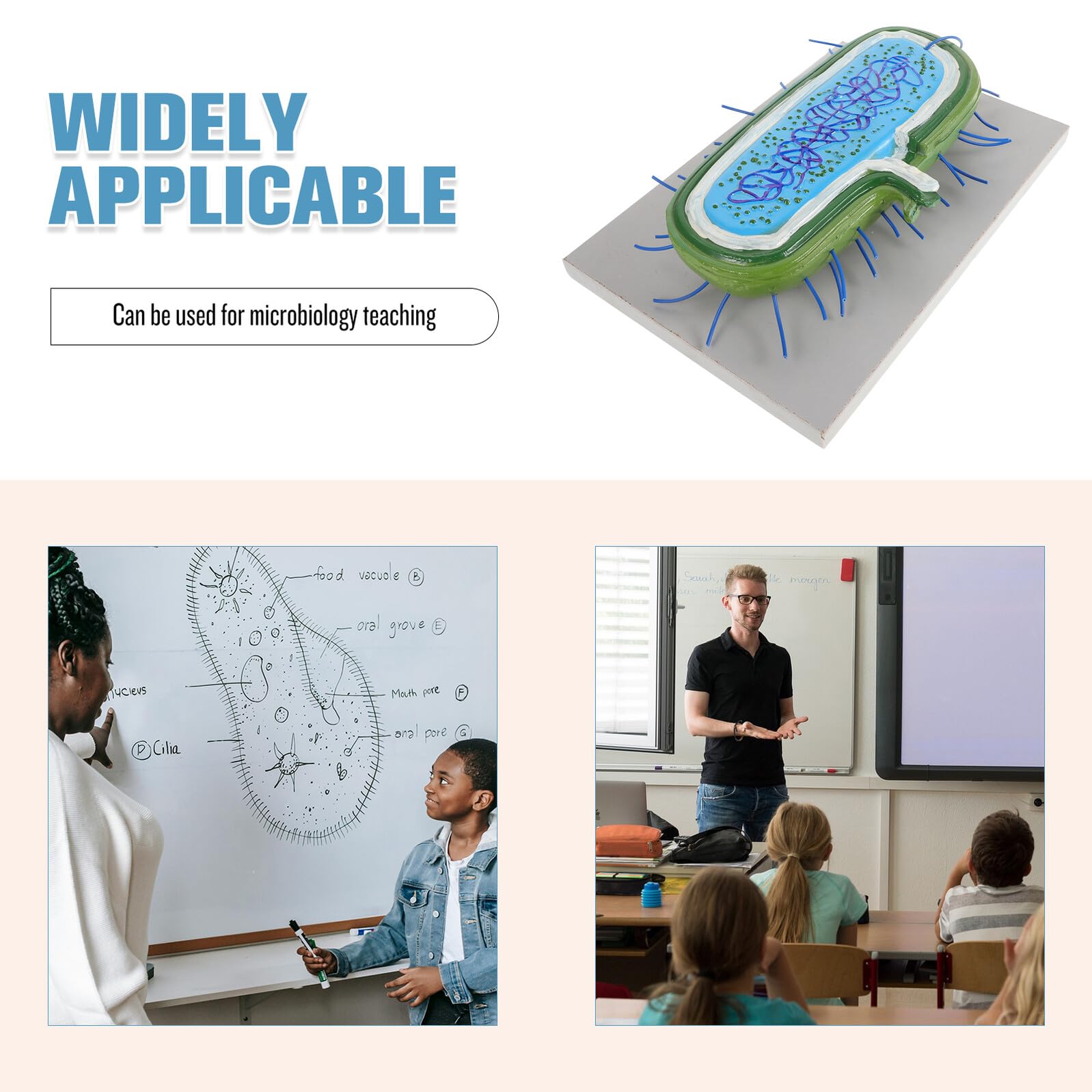 VICASKY Microbiologico Educativo in Pvc Struttura Realistica per Insegnamento Biologia e Laboratorio Decorativo per Studenti e Ragazzo Ragazza