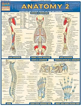 Anatomy 2 - Reference Guide (8.5 x 11): a QuickStudy Laminated Reference Guide (Quick Study Academic)