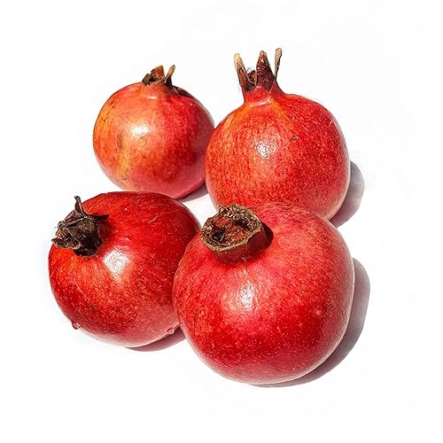 Kejora Juego de 4 granadas frescas - Producto de Estados Unidos