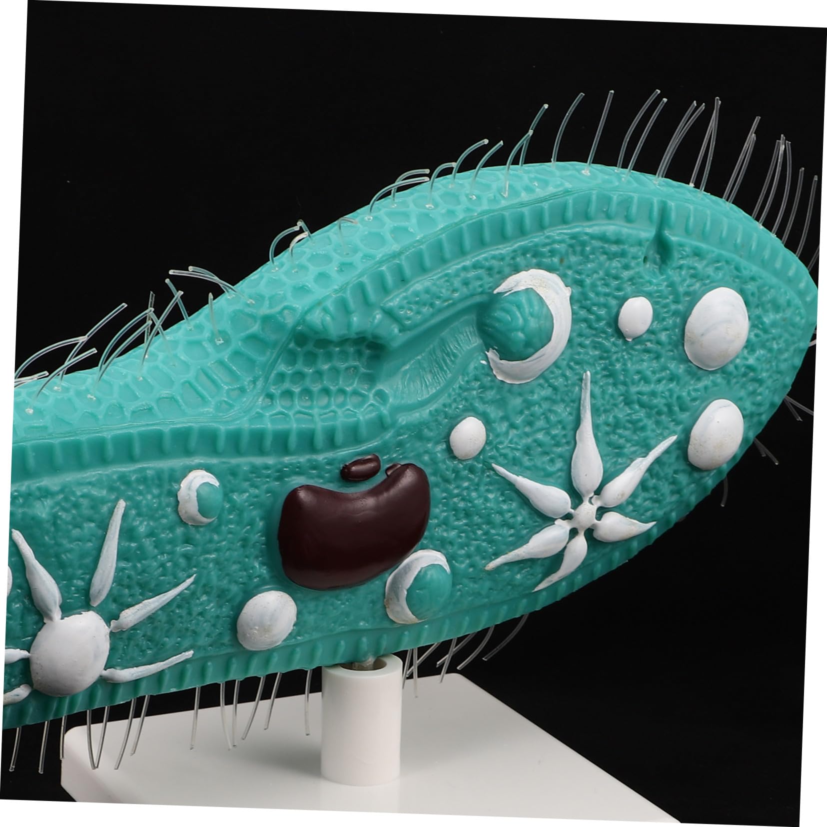 BESTonZON Pantoffeltierchen-lehrmodell für Biologieunterricht Biologisches Präparat-Modell mit Zilien-Struktur Laborausrüstung für Mikrobiologie-studien und Schülerforschung