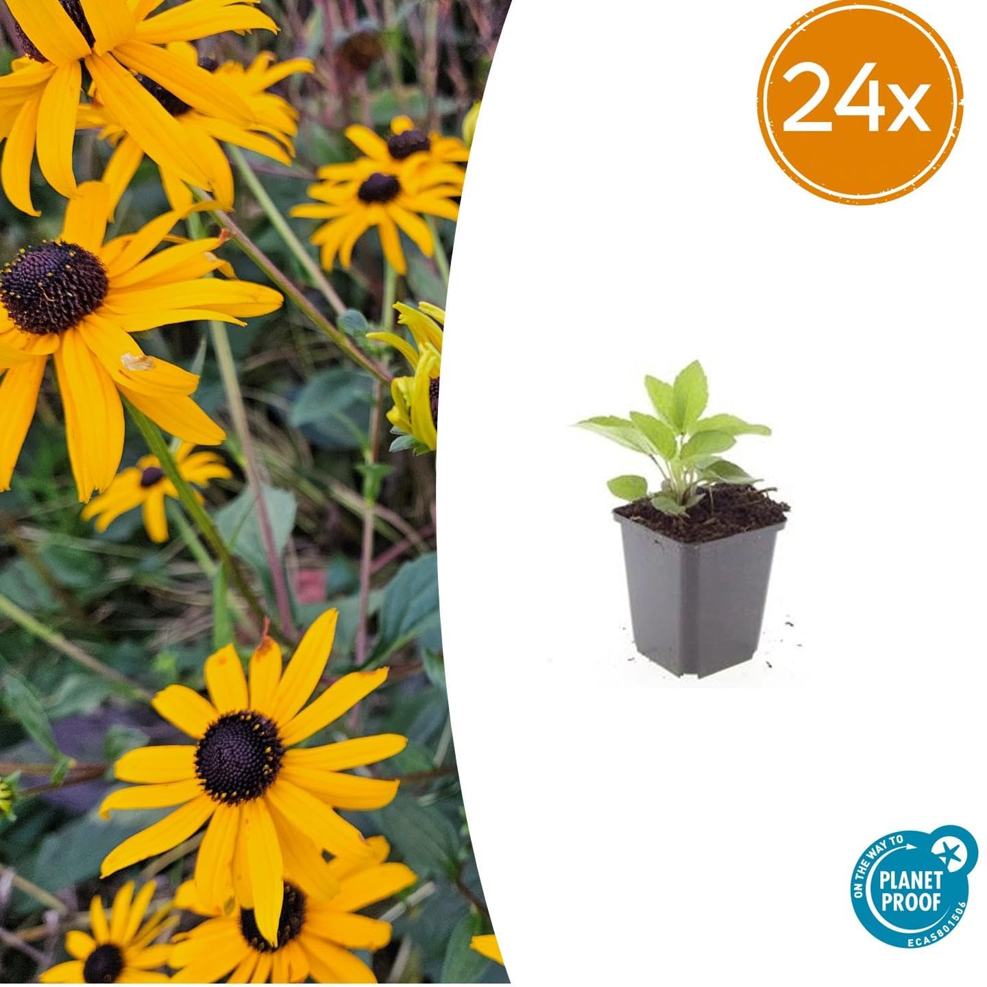 Sonnenhut Rudbeckia Fulgida 'Goldsturm', Stauden für Beet, Gelb, 24er-Set