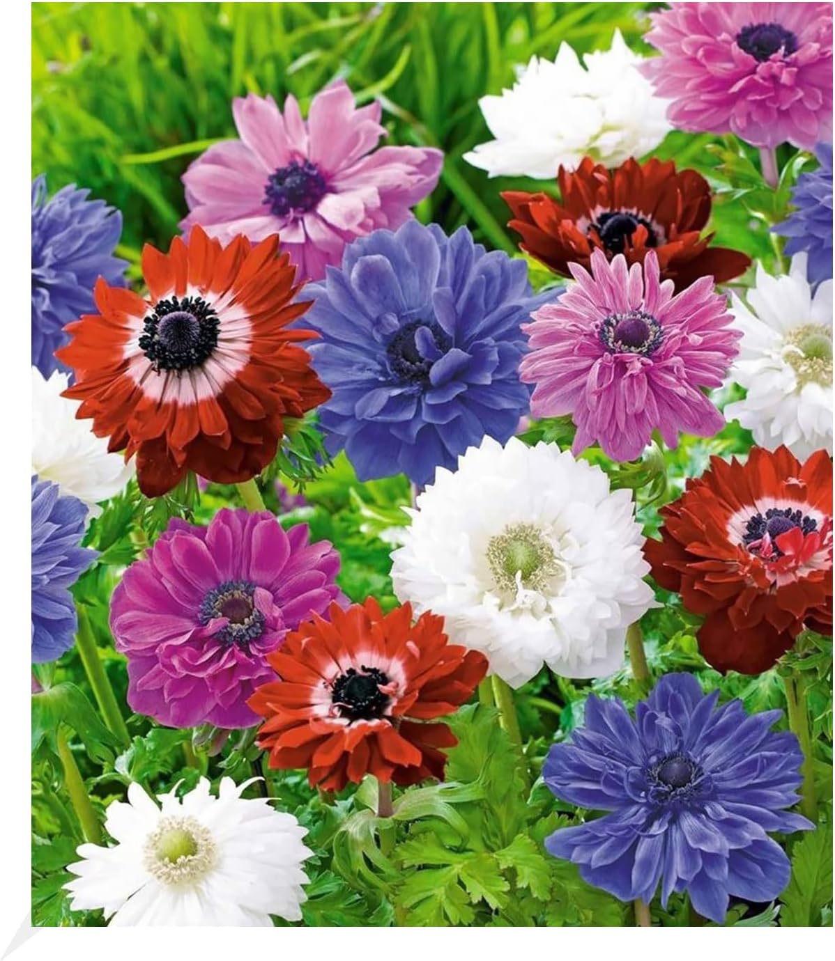 BALDUR Garten Gefüllte Anemonen St. BrigidMischung; 30 Blumenzwiebeln