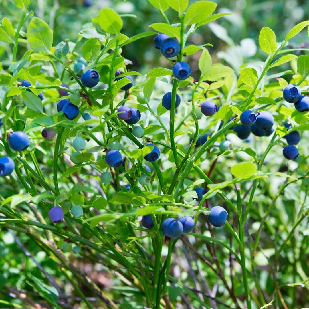 Myrtilles bio 6 plantes de myrtilles fruitières pour jardin rustiques