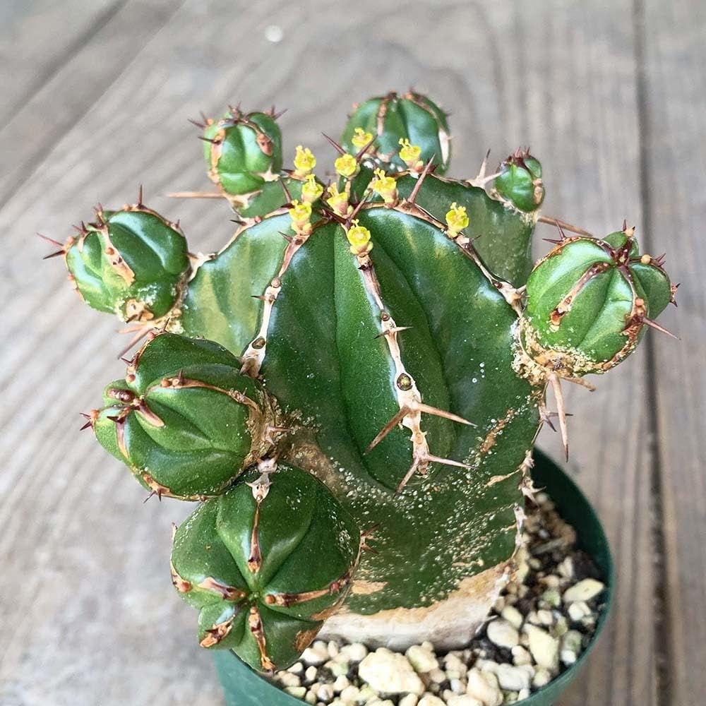 Amazon.co.jp: ユーフォルビア ハンディエンシス 2.5号 *0746 : ホーム