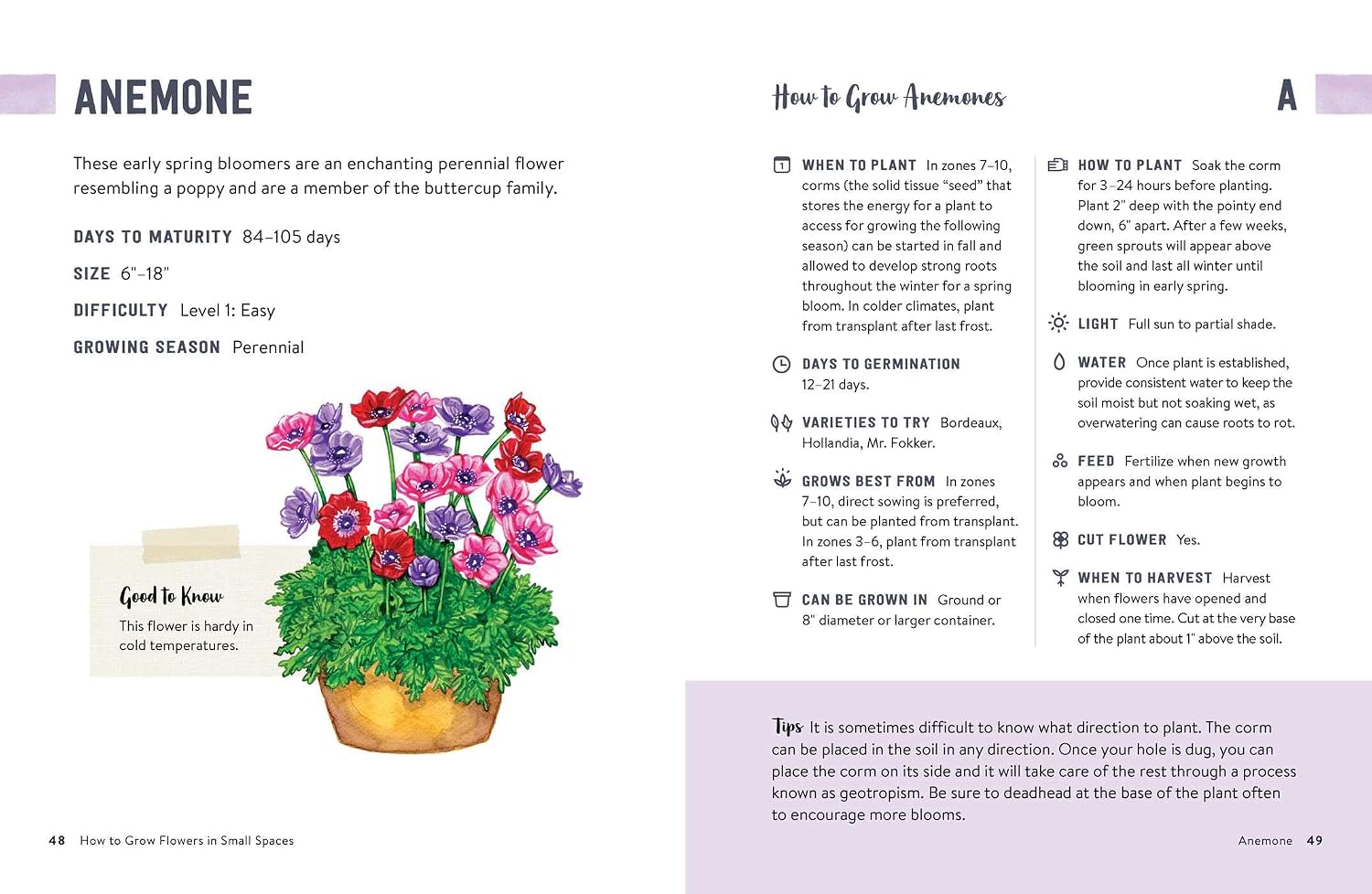 How to Grow Flowers in Small Spaces: An Illustrated Guide to Planning, Planting, and Caring for Your Small Space Flower Garden image 2