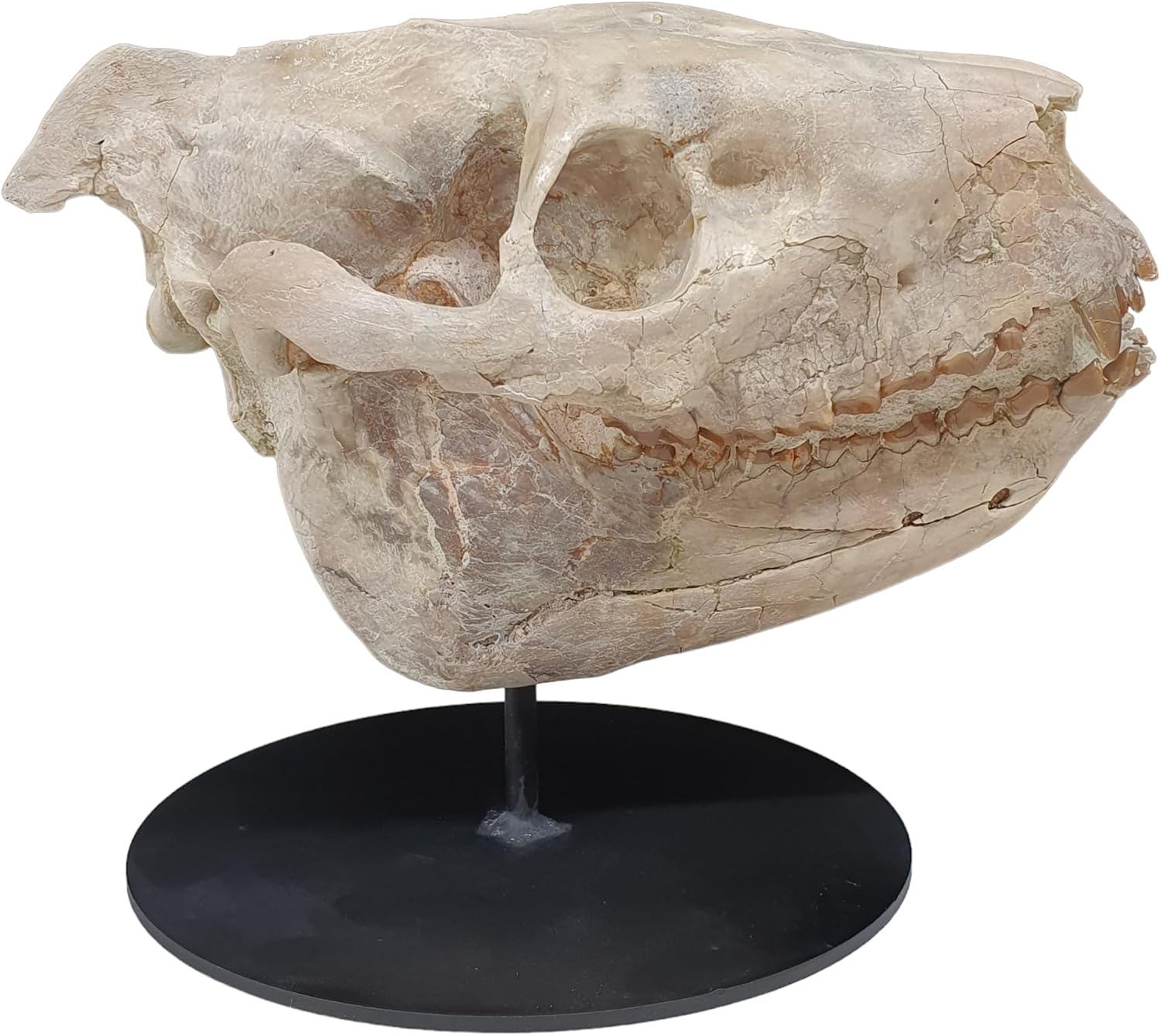 Merycoidodon culbertsoni (Skull) Mammal Fossil Fossils OREO341