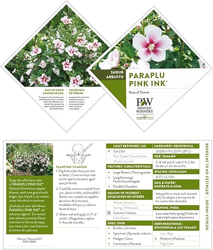 Miniatura 5 de Arbusto de tinta rosa Hibiscus Paraplu de 2 galones