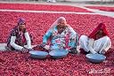 Shirish Masala Kashmiri Red Chilli Whole (Stemless) (200 GRAM) (Sortex Clean) 70 Years of Trust gallery image