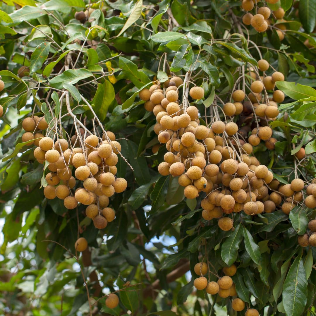 M-Tech Gardens Rare Longan/Dimocarpus longan (Dragons Eye, Hybrid) Seedling Exotic 1 Live Fruit Plant (B07S1VW22S) Amazon Price History, Amazon Price Tracker