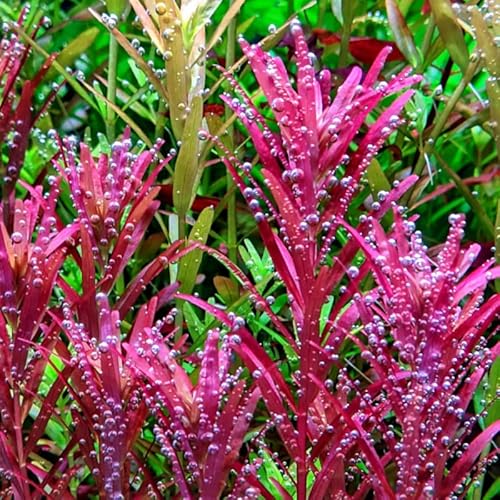 6 Red Rotala Rotundifolia Live Aquarium Plant Aquatic Plant #TOP7