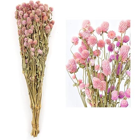 MIHUAGE Dried Flower White Globe Amaranth Dry Flower Bundles 100% Naturally for Home Decor Party (Pink)