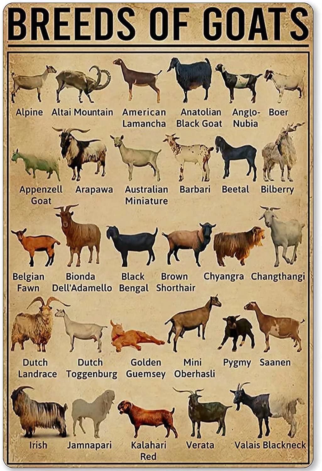Breeds of Goats Metal Tin Sign Vintage Chic Art Decoration for Home Bar Cafe Farm Store Garage or Club 8x12 Inch