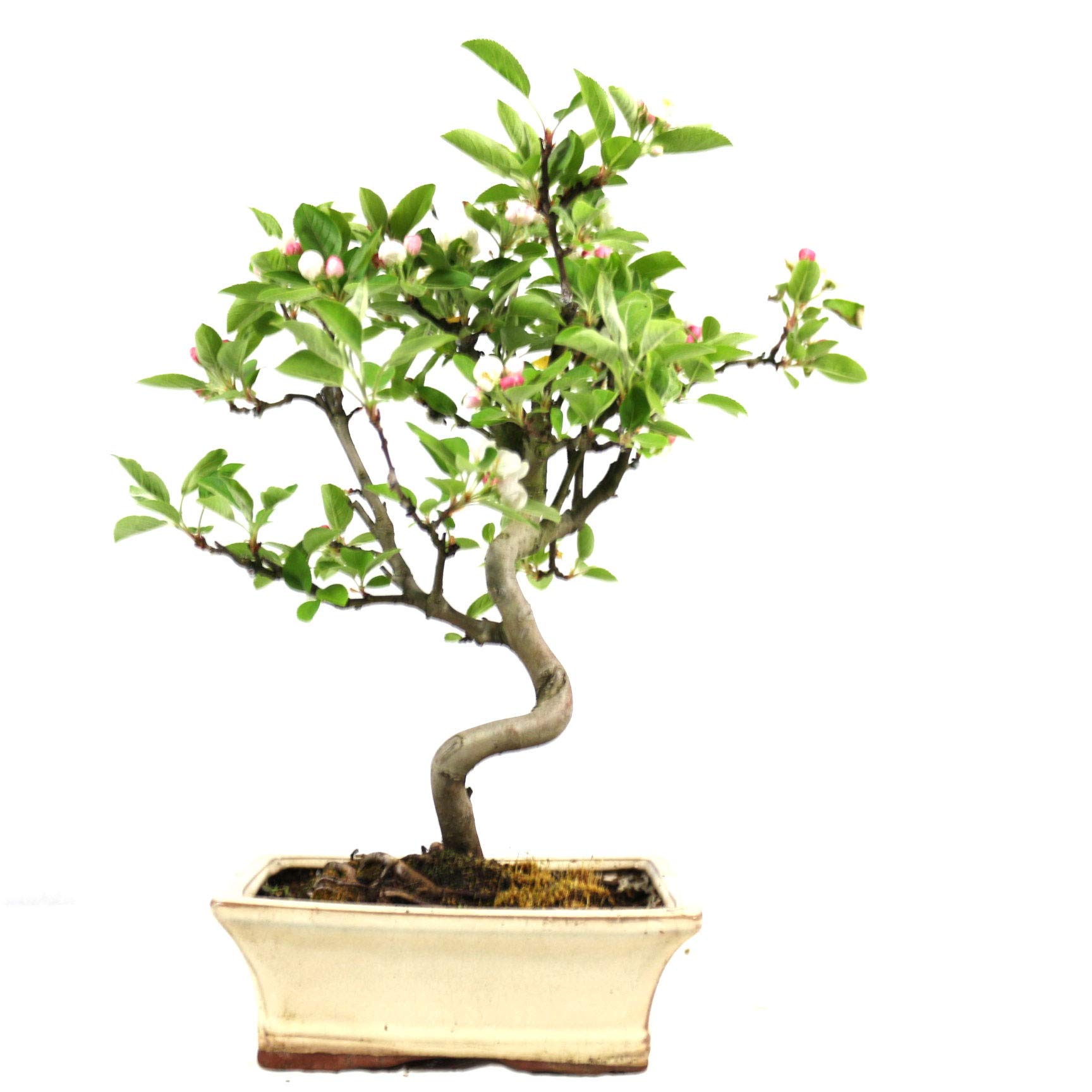 Manzano ornamental, Malus, bonsái para exterior, 8 años, altura 32 cm