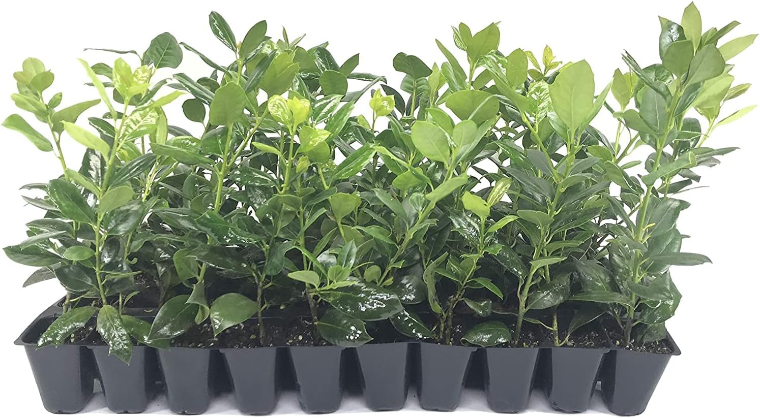 Nellie R. Stevens Holly - 50 Live Plants - Evergreen Privacy Trees