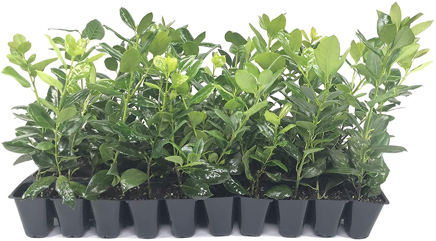 Nellie Stevens Holly 3-Pack