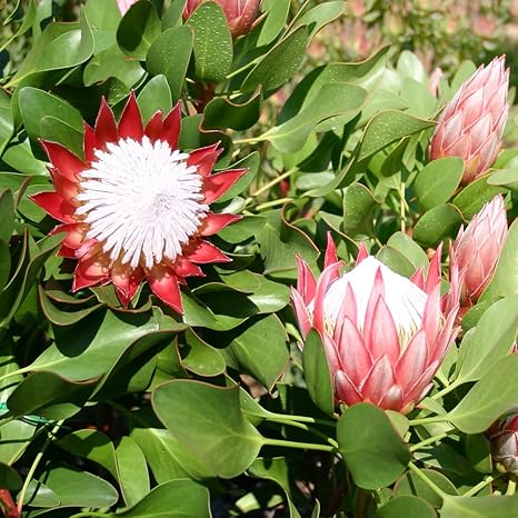 Amazon Co Jp キングプロテア リトルプリンス 6号鉢大苗 品種で選べる花木苗 1個売り 学名 Protea Cynaroides L ヤマモガシ科プロテア属 半耐寒性常緑低木 原産地 南アフリカ オーストラリア キングプロテアは 南アフリカのケープ地方原産で南アフリカ共和国の