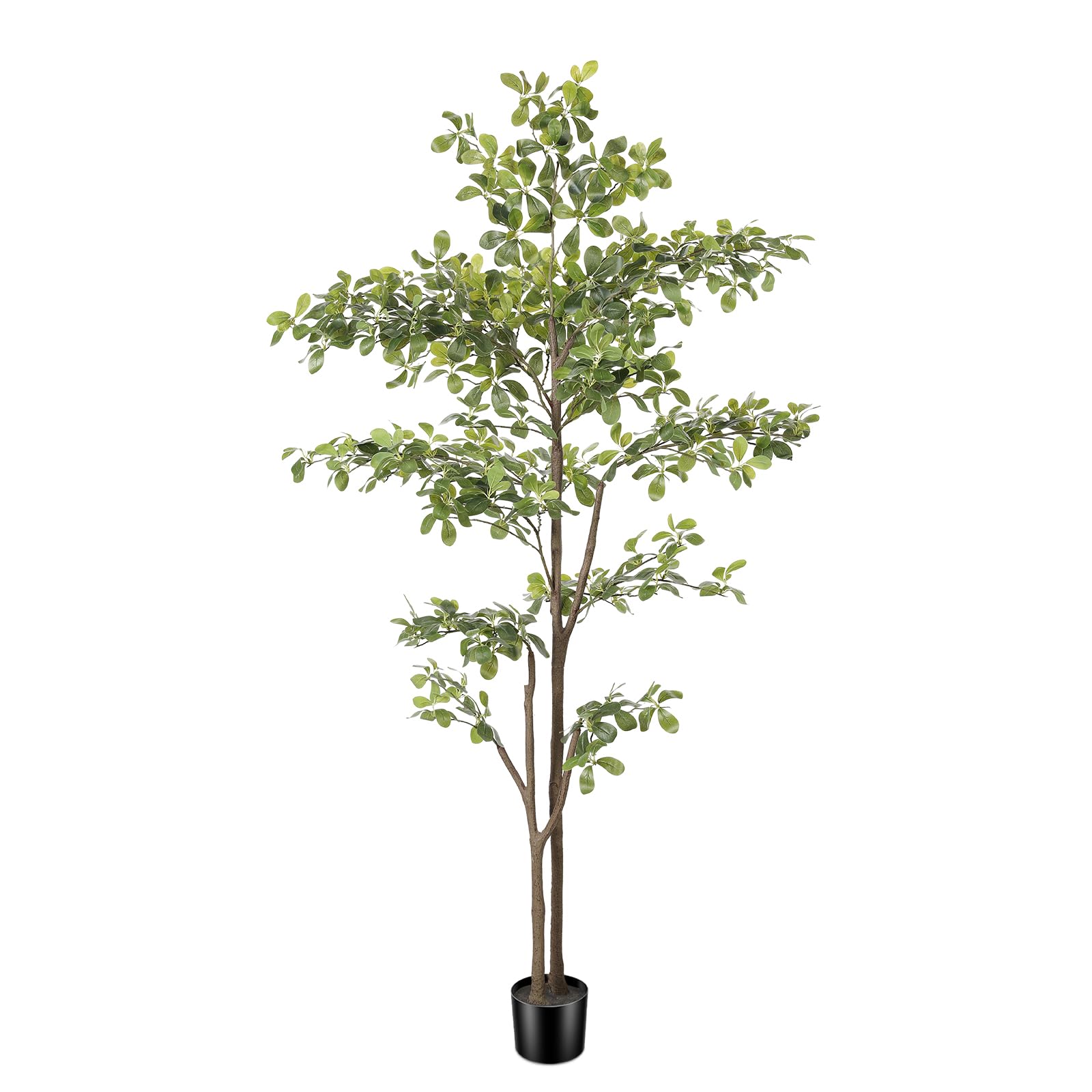 PHYTREE Black Olive Tree 6ft