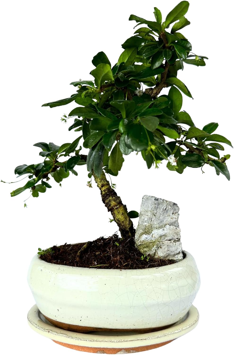 Bonsai mit Keramik Blumentopf und Felsen ca. 2535cm hoch/Bonsai
