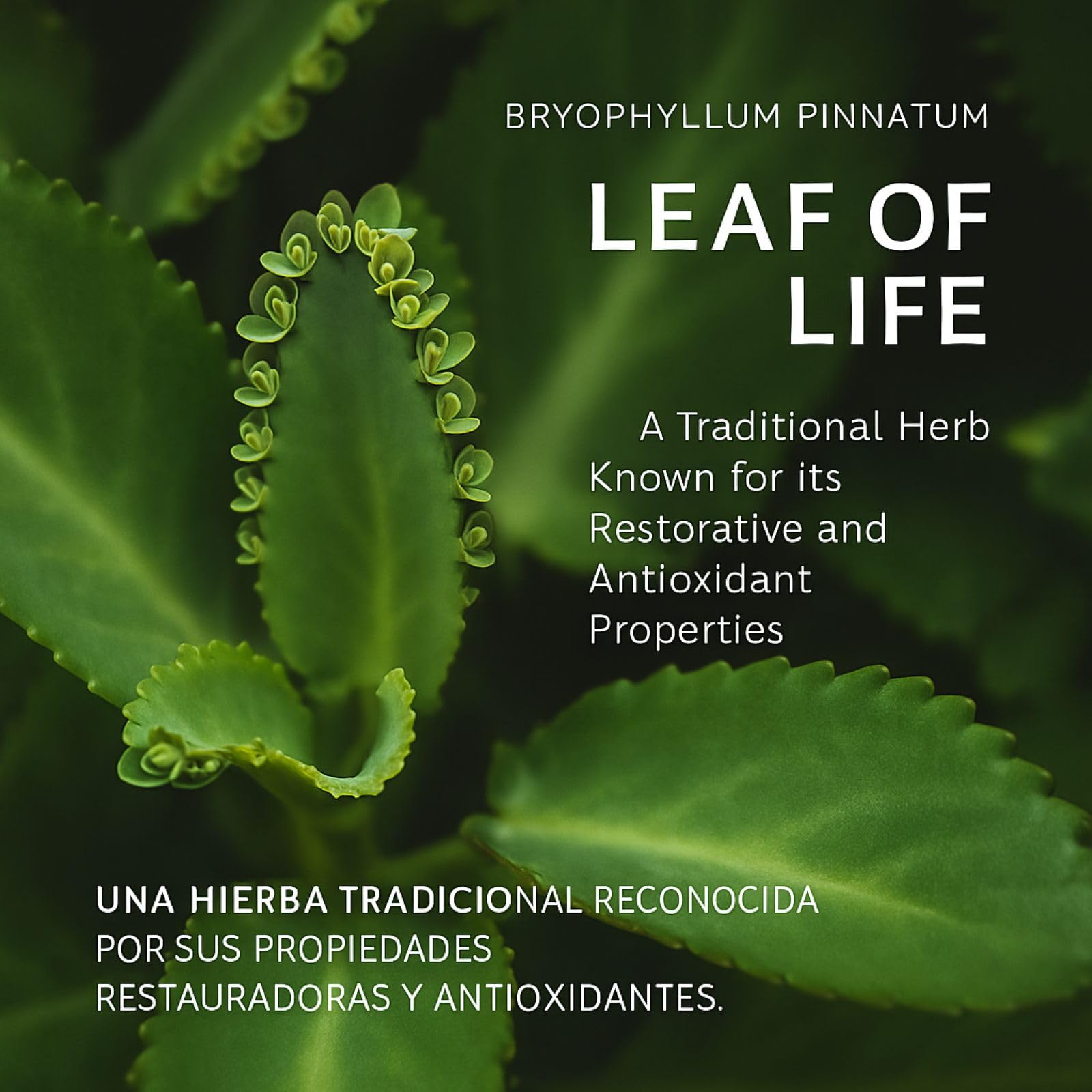 Amazon.com: Kalanchoe Pinnata Forte(Leaf of Life) 90 Capsules (1500 mg per  Serving)Bryophyllum Pinnatum  100% Natural,Vegan,Non-GMO, Herbal Dietary  Supplement for Antioxidant & Wellness Support  by BexpertsUSA : Health &  Household