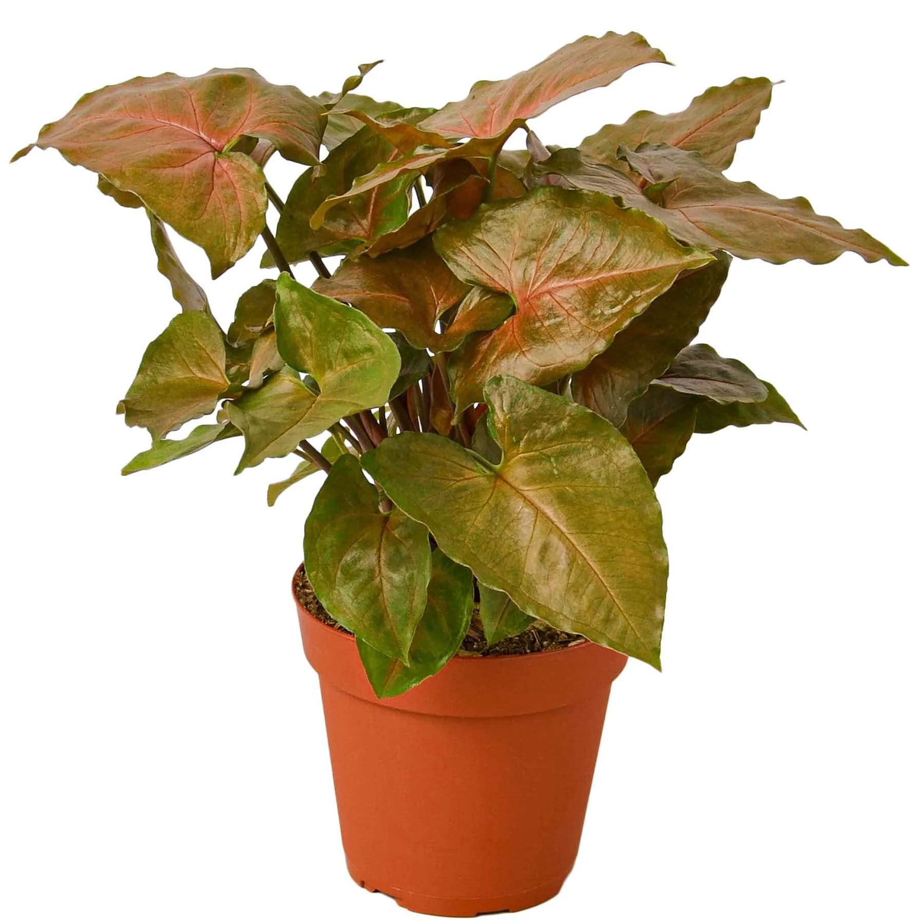 Syngonium Merry Live Plant for Indoor | Different Houseplants in 4'' & 6'' Pot | Real House Plant for Living Room, Office, Desk & Bathroom | Goosefoot Nephthytis | Elephant Ear