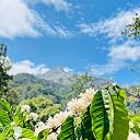 Bluhills Roaring Beans, Roasted Coffee Beans, 250g, premium Wayanad Robusta gallery image