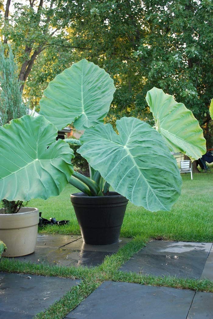 3 X Bulbs x for Super Large Tropical Leaf Plants edoe Taro colocasia Elephant Ear corms