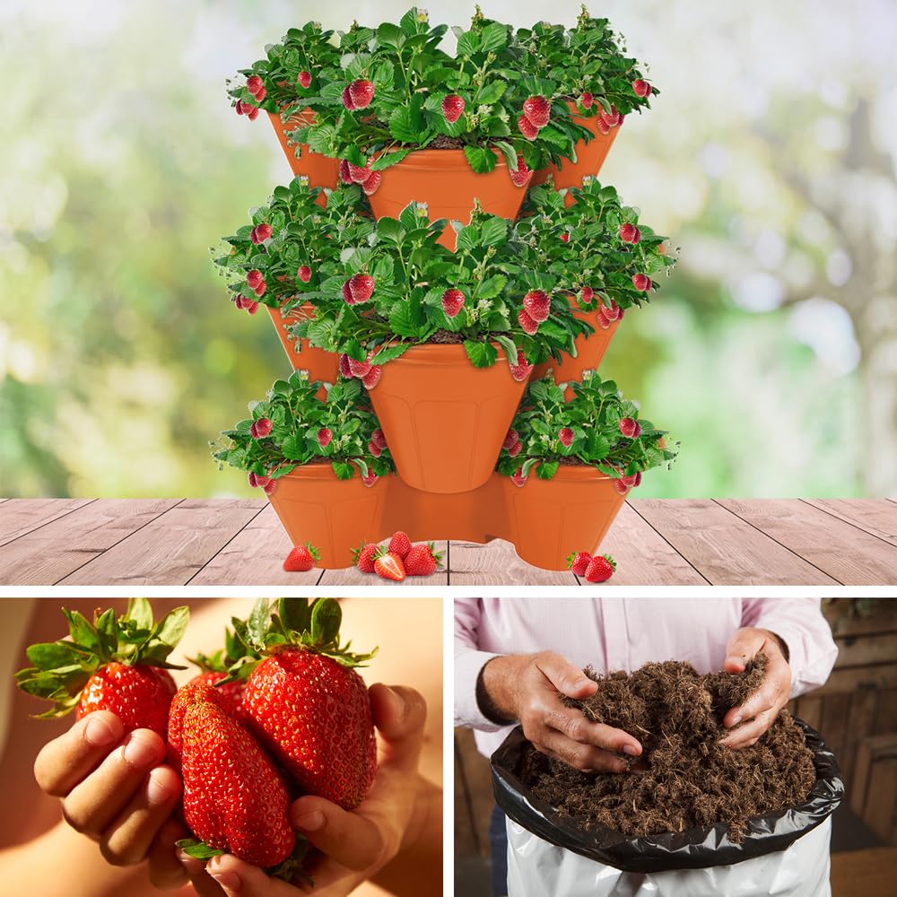 YouGarden Complete Strawberry 'Sweet Colossus' Patio Collection, Grow your Own Strawberries, 12 Pack of Jumbo Plugs, 4 Stackable Planters, and 1 20L Professional Compost Bag