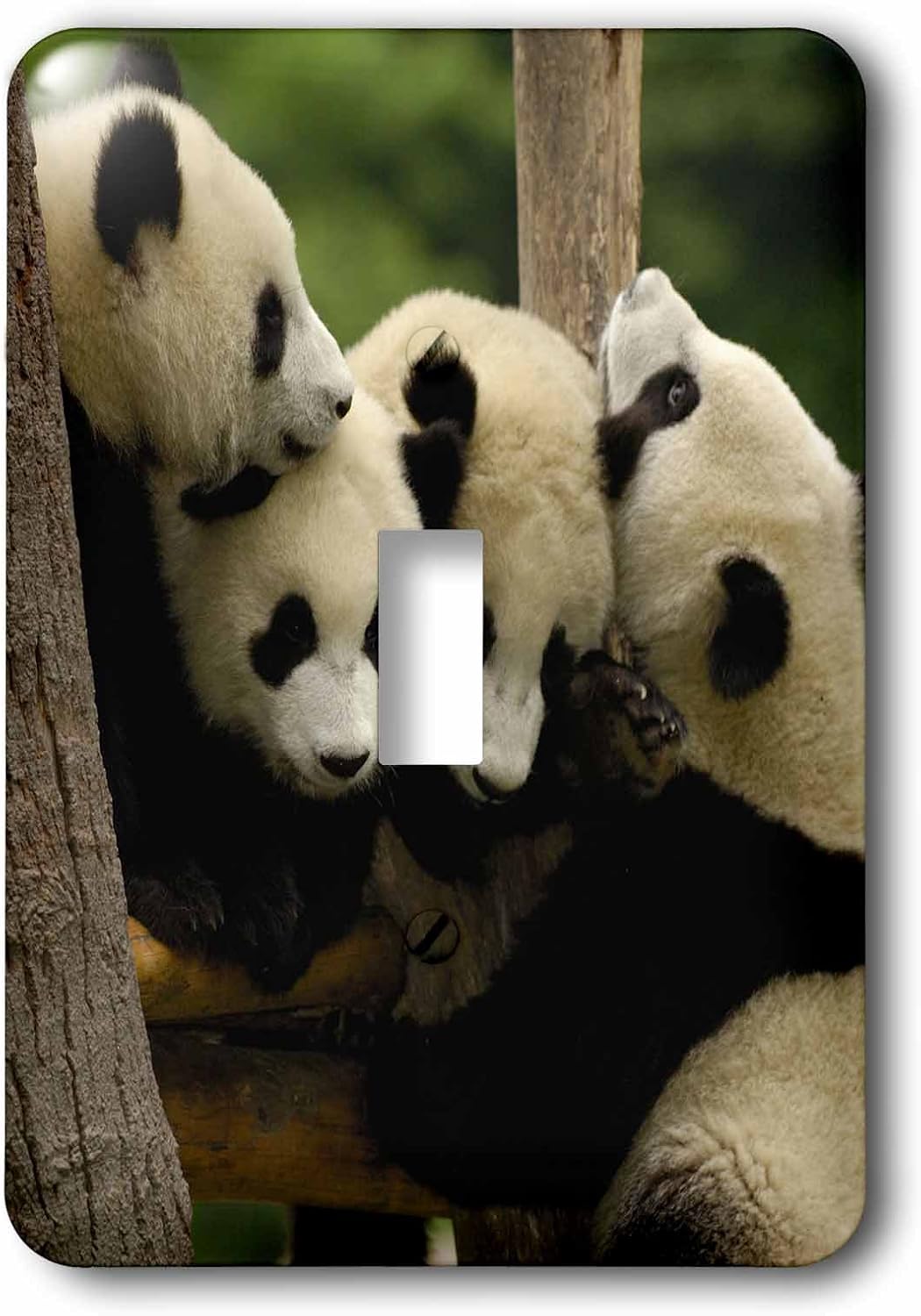 3dRose lsp_70203_1 Giant Panda Bears, Wolong China Conservation, China-As07 Pox0365 Pete Oxford Light Switch Cover image 2