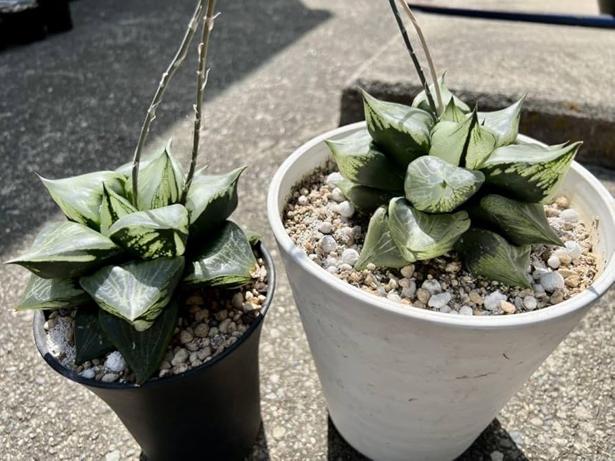 多肉植物 ハオルチア 裏般若交配種 Amazon.co.jp: 令和5年採る 多肉植物 ハオルチア 裏般若 種子30粒