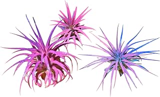 Rainforest Grown Ionantha Air Plants Assorted Sizes Cotton Candy Enhanced Coloring