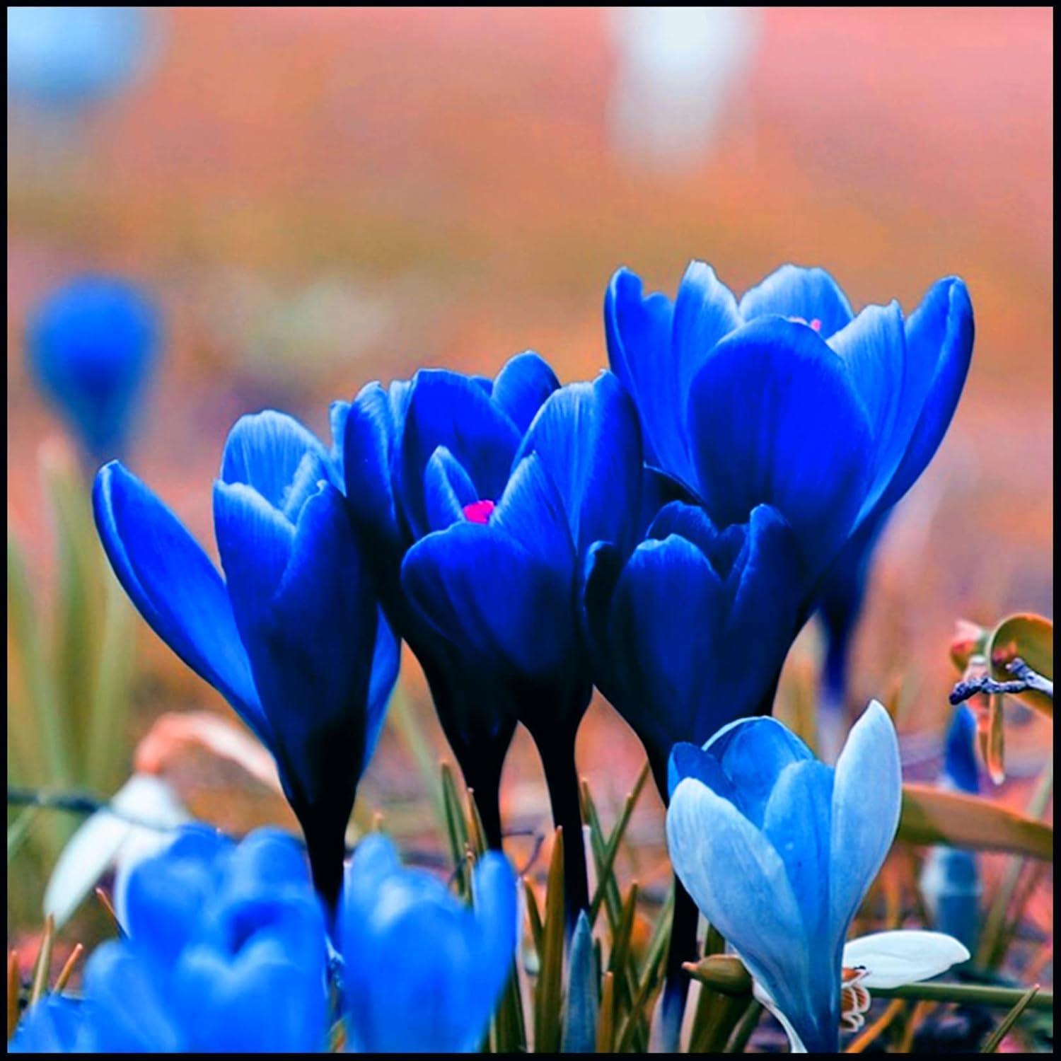 Winterharte Schwertlilien-Zwiebeln - 3er Set Magische Blumen Für Gartenbeete