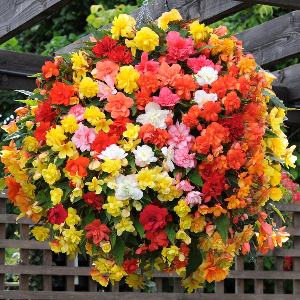 Yougarden  Begonia Illumination Mix (20 Garden Ready Plants) -  - 20 Plants