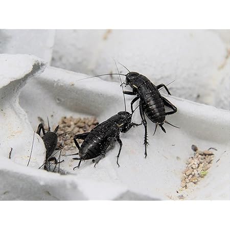 Amazon フタホシコオロギ 2mm ピンヘッド 生き餌 イモリ カエル ヤモリ 餌 ゴキバンク産 100匹 九州 沖縄 北海道 離島は発送不可 ノーブランド品 フード 通販