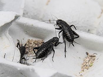 清潔コオロギ2.2kg 冷凍コオロギ　ＭＬサイズ　クロコオロギ　約2kg 清潔コオロギ2.2kg 冷凍コオロギ MLサイズ クロコオロギ約2kg